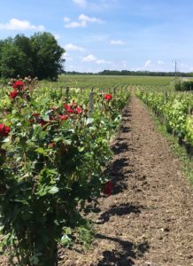 Vignes avec roses et allée