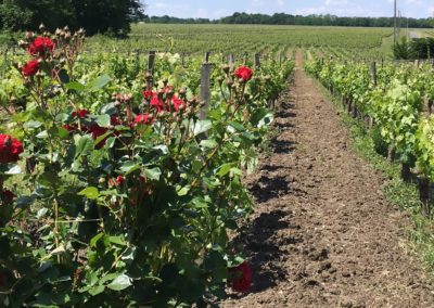 Vignes avec roses et allée