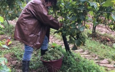 Vendanges 2019 – Le Sémillon