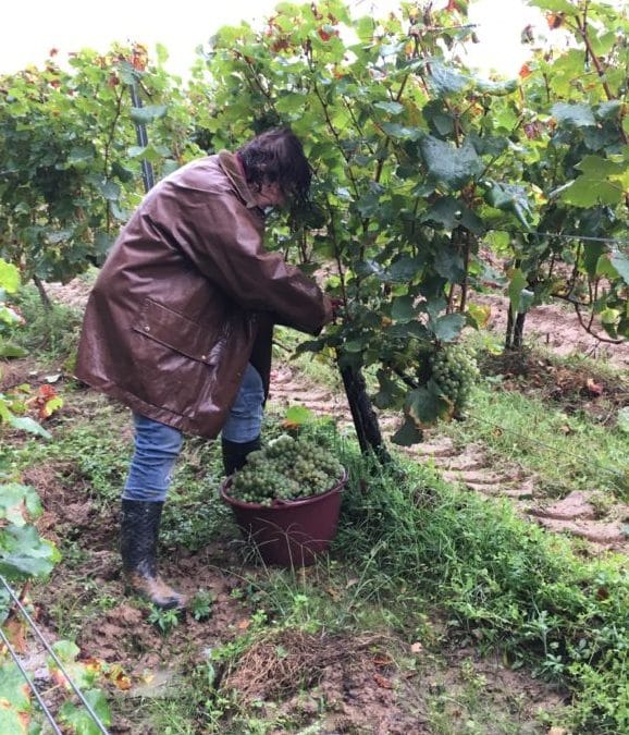 Harvest 2019 – Sémillon