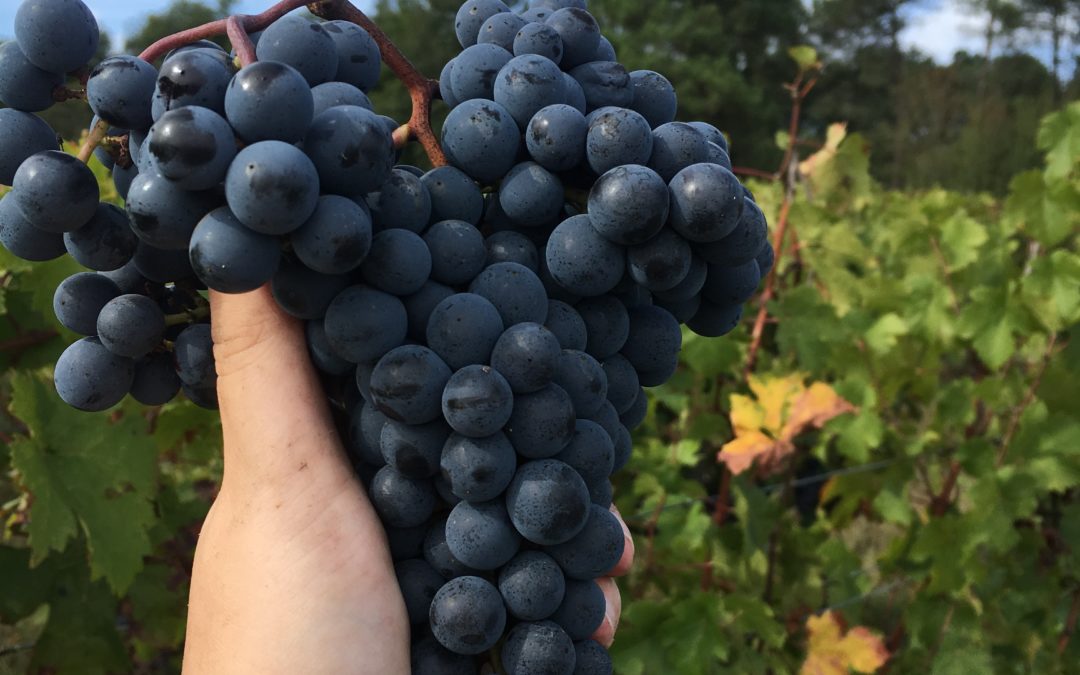 Vendanges 2019 – Merlot & Cabernet Franc