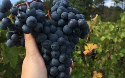 Harvest 2019 – Merlot & Cabernet Franc